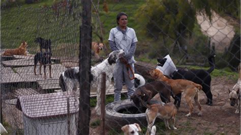 Emotivo Momento De Adopci N De Un Perro Cachorro Youtube