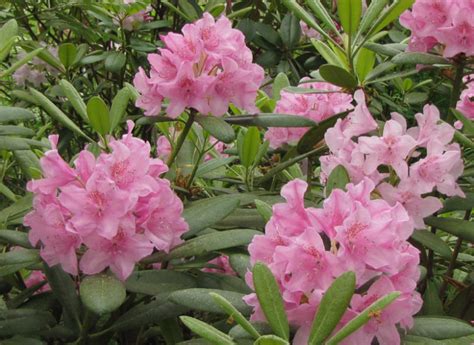 Rhododendron 'Helsinki University' | Mustila