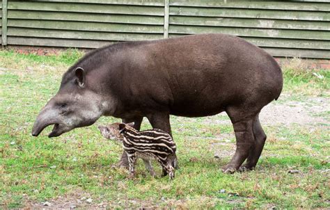 Tapir | The Biggest Animals Kingdom