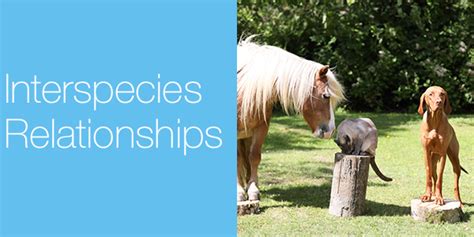 Interspecies Relationships Natural Vetcare