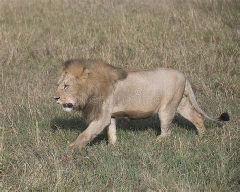 Lion walking side view stock image. Image of walking - 81476489