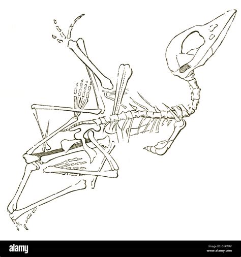 Illustration of a pterodactyl fossil (Pterodactylus brevirostris), from Louis Figuier's The ...