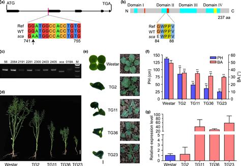 An Auxin Signaling Gene Bnaa3 Iaa7 Contributes To Improved Plant Architecture And Yield