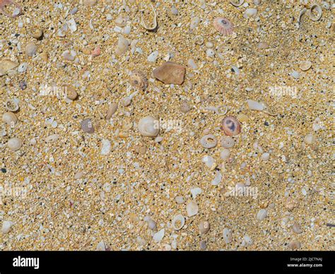 Shells On The Beach With Black Rocks Stock Photo Alamy