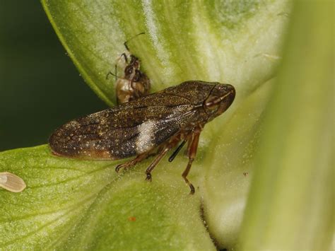 Philaenus Spumarius Meadow Spittlebug Kent Uk Flickr