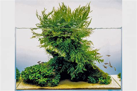 Aqua Forest Aquarium | Aquariums & Accessories