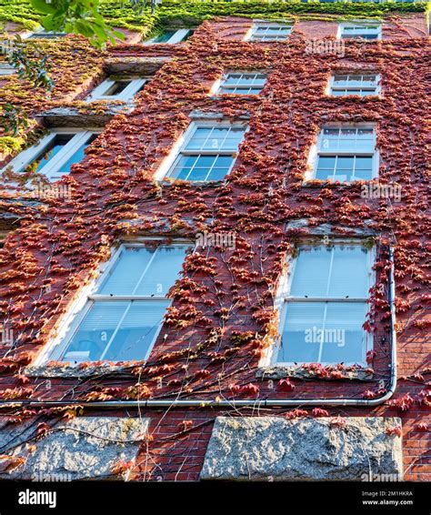 Buildings Vines Usa Hi Res Stock Photography And Images Alamy