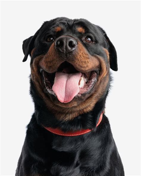 Cachorro De Rottweiler Emocionado Con El Cuello Mirando Hacia Arriba Y