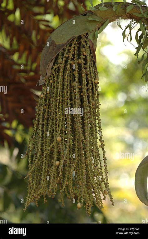 Flowers Of Toddy Palm Caryota Urens Or Fishtail Palm Stock Photo Alamy