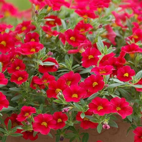 6 Trailing Calibrachoa Aloha Red Million Bells Basket Patio Plug Plants