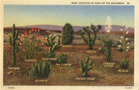 Many Varieties of Cacti of the Southwest Cactus & Desert Plants