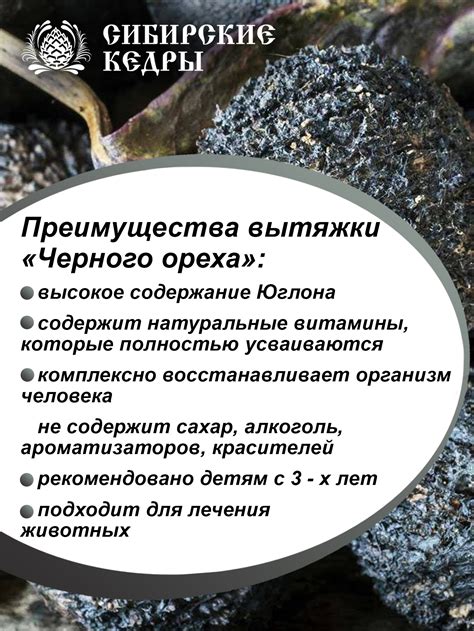 Черный орех - Сибирские кедры