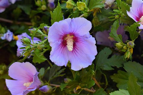 My Flowering Rose Of Sharon The Martha Stewart Blog