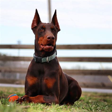 W A R Dobermans Doberman Pinscher Puppies For Sale In Georgetown De