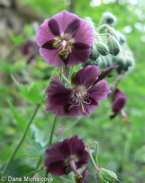 Geranium phaeum kakost hnědočervený Pladias Database of the Czech