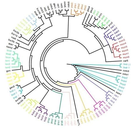 Upgma Tree Of Tragopogon Species Based On Issr Data Species Code Are