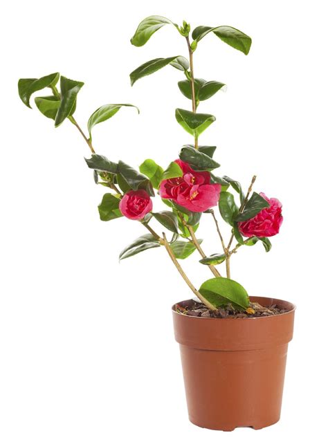 Care For Camellia In Pots Tips For Growing Camellias In Containers