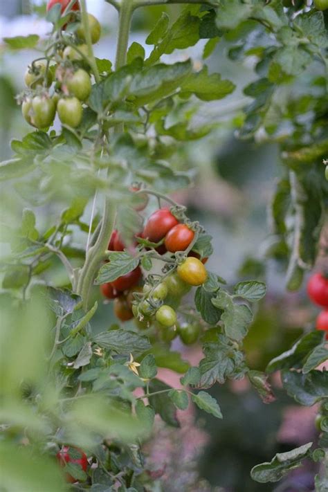 What Agroforestry Means And Why We Support It