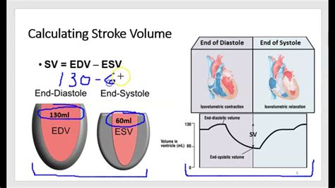 Cardiac Output And Frank Starling Law Of Heart Youtube