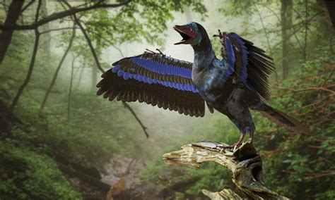 Archaeopteryx - A-Z Animals