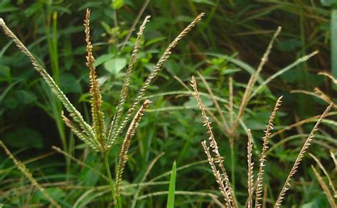 Hierba Medicinal Pata De Gallina Estas Son Sus Propiedades