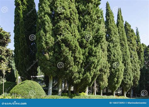 Rows Of Cupressus Sempervirens Mediterranean Cypress Or Italian