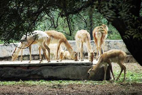 Lucknow Zoo | Zoological Park in Lucknow UP | Lucknow Zoo Timings, Animals