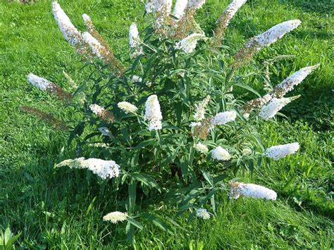 How To Propagate A Butterfly Bush From A Cutting Step By Step