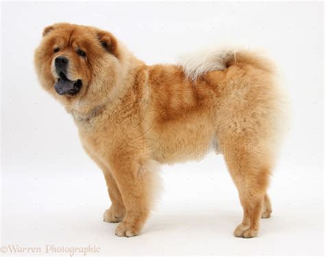 Chow Chow dog photo WP27204