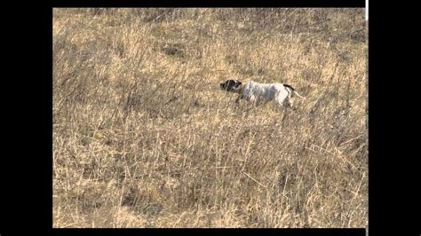 English Pointer Training - YouTube