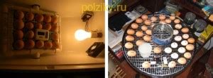 Какая должна быть влажность в инкубаторе для куриных яиц