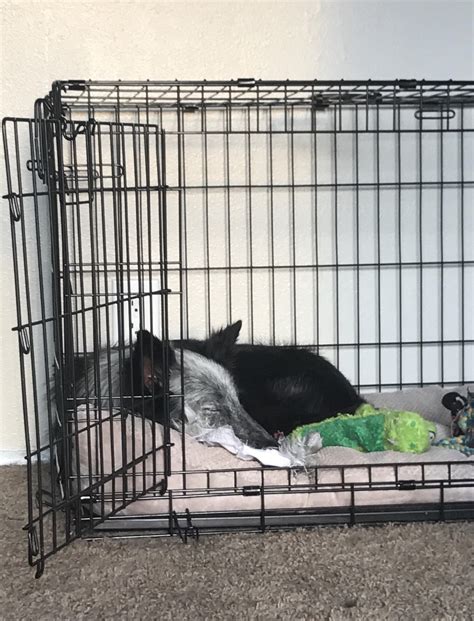 Thank you Reddit for helping me crate train my dog! : r/Dogtraining