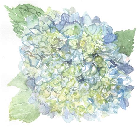 Blue Hydrangea Watercolor at GetDrawings | Free download