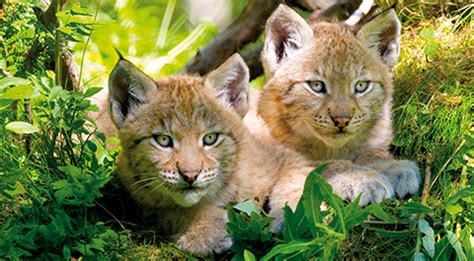 Exkursion zu den BN Grundstücken um Volkach BUND Naturschutz in