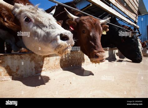 Feeding The Cows On Farm Stock Photo Alamy