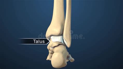 Bones of Isolated Foot and Ankle Joint Medical Illustration Stock ...