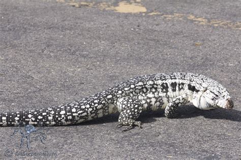 Blue Tegu Enjoying Some Sun