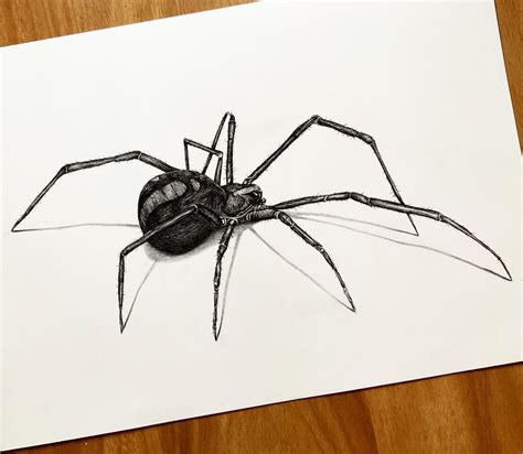 Redback Spider, Drawing Sketches, Drawings, Arachnids, Happy Friday ...