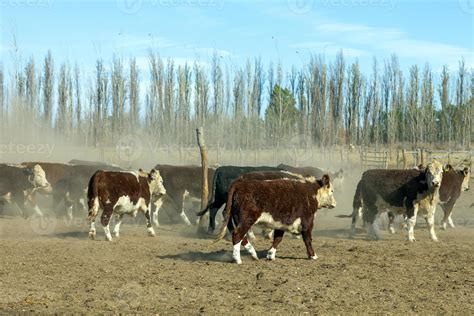 hereford cattle farm 22464897 Stock Photo at Vecteezy