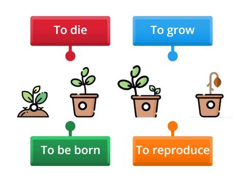 Life cycle - Labelled diagram