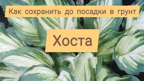 Хоста. Как сохранить до посадки в грунт.12 февраля 2021г. - YouTube