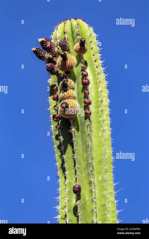 Höchster kaktus Fotos und Bildmaterial in hoher Auflösung Alamy