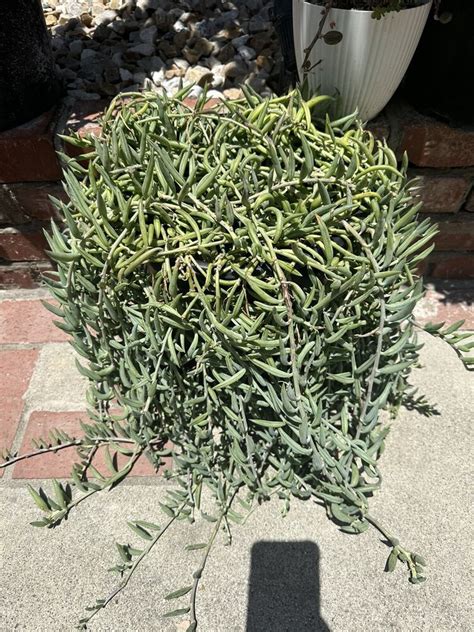 Senecio Radicans Gallons Pot String Of Fish Hooks Sucullent Live Plant