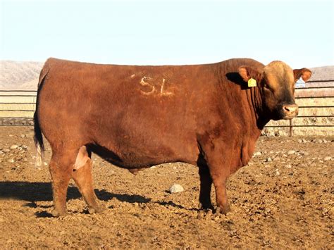 Red Angus Semen For Sale Sb10 2055 Sire Buyer