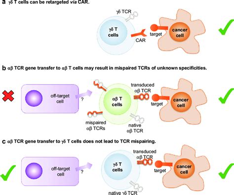 Genetic Modification Of Cd T Cells For Adoptive Therapy Approaches To