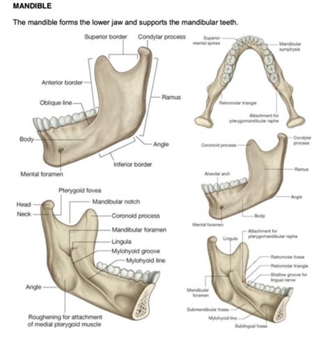 Mandible Maxilla And TMJ Flashcards Quizlet