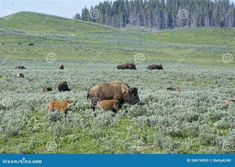 Buffalo Herd On The Move In Yellowstone Stock Image Image Of Hoof