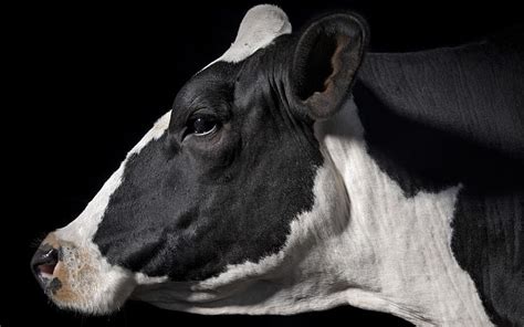 3840x2160px | free download | HD wallpaper: Cow HD, animals | Wallpaper ...