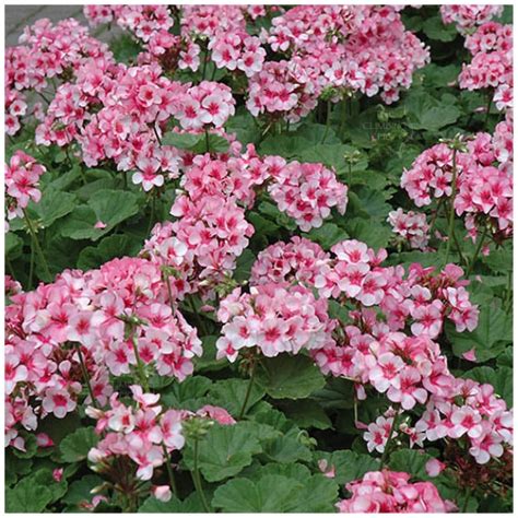 geranium apache star seeds  climbing fig