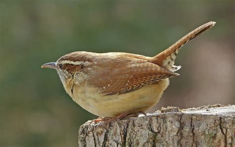 Carolina Wrens - FeederWatch